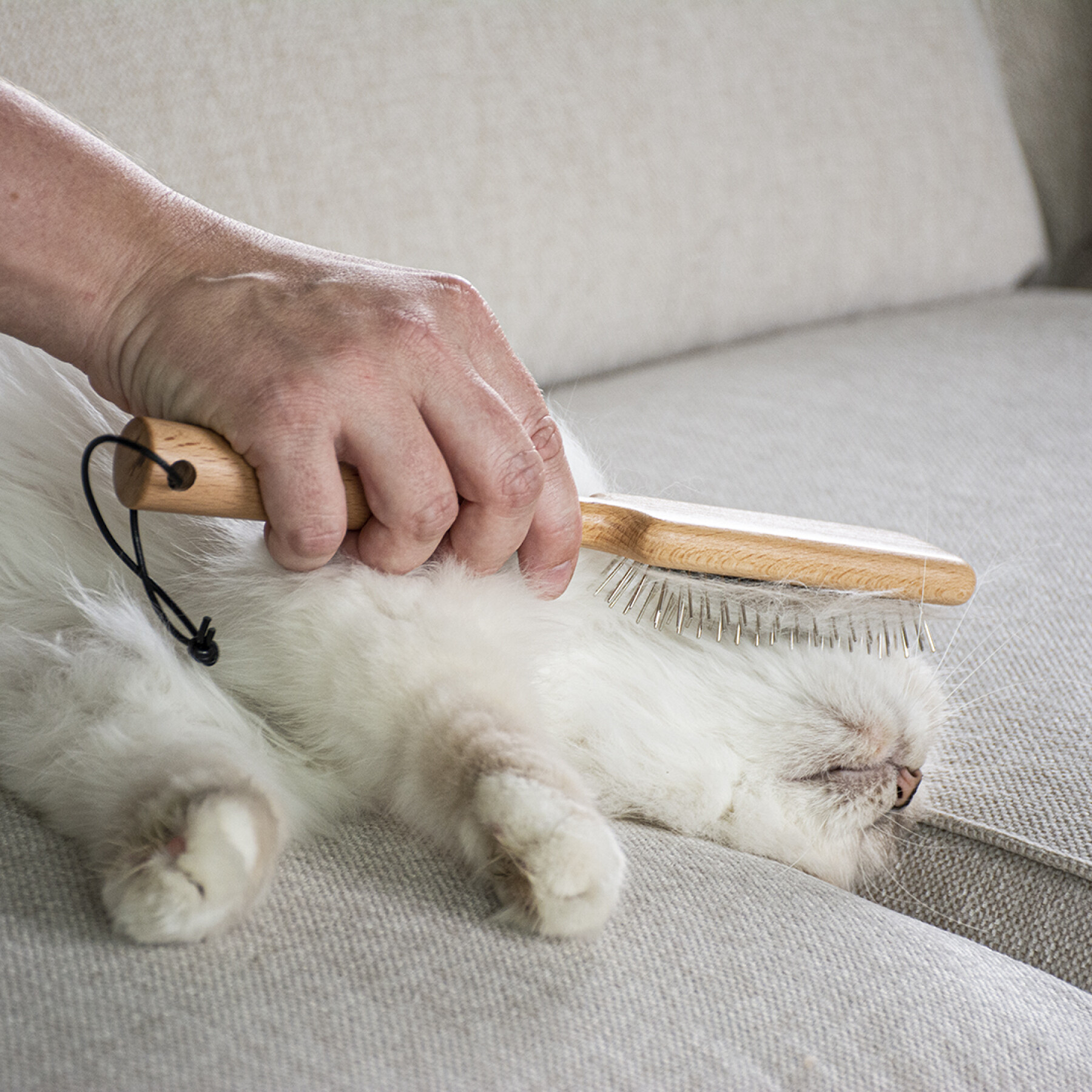 Escova para gatos com agulhas D&D Home April