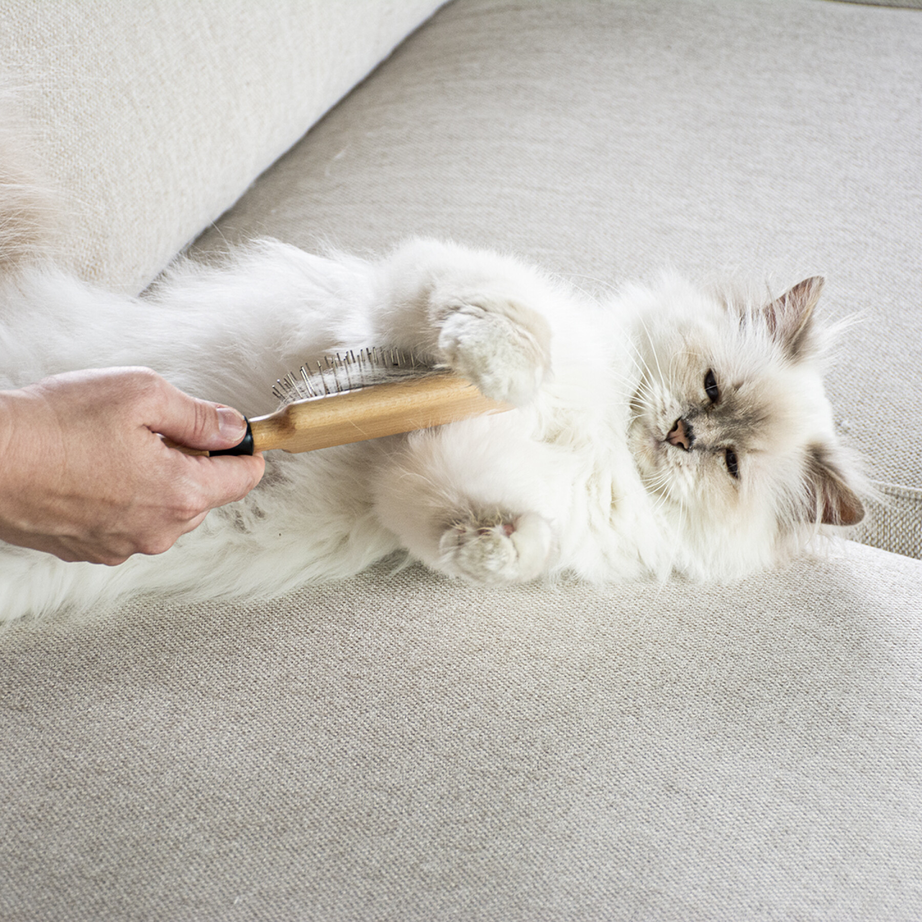 Escova para gatos com agulhas D&D Home April