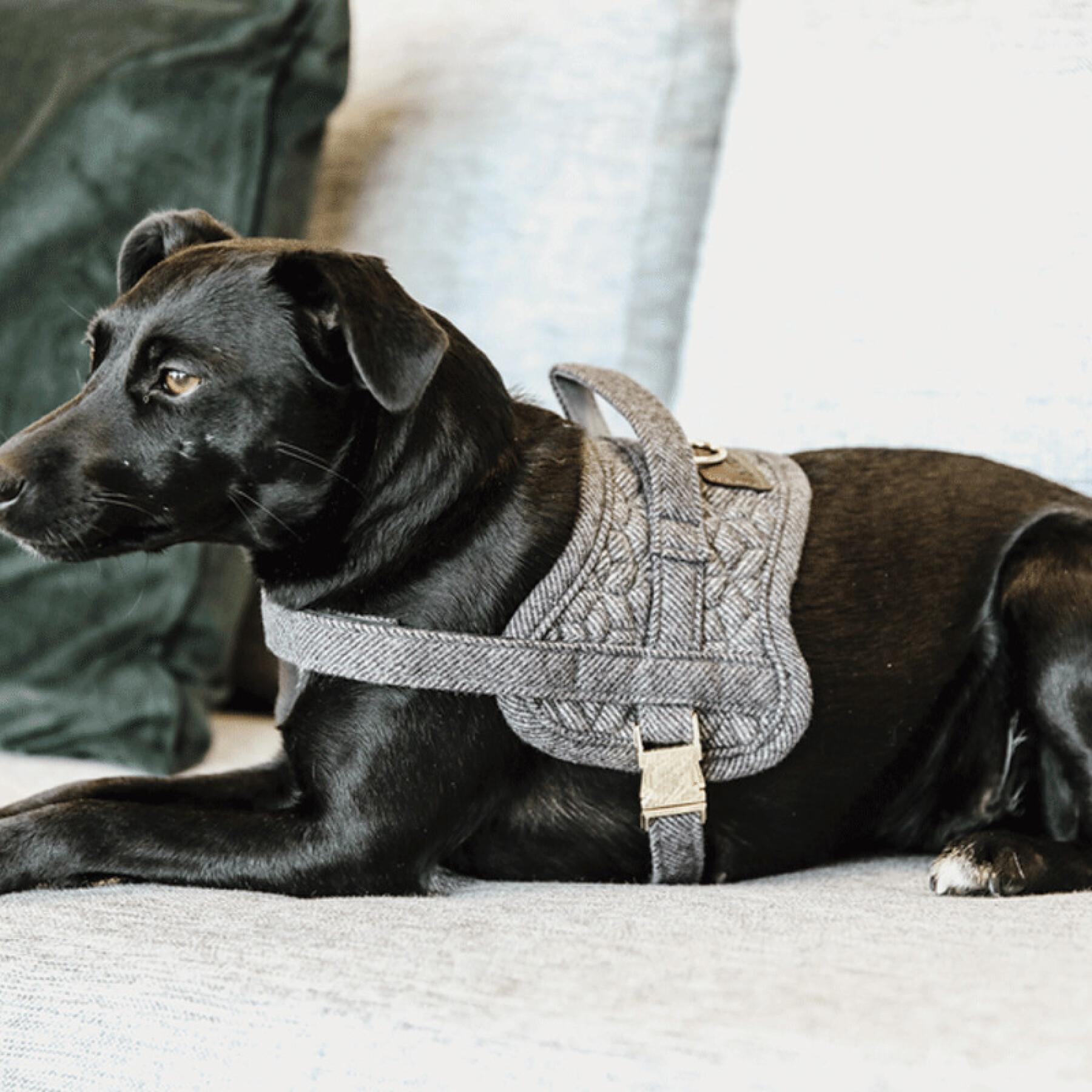 Arnês de cão de lã Kentucky Body Safe