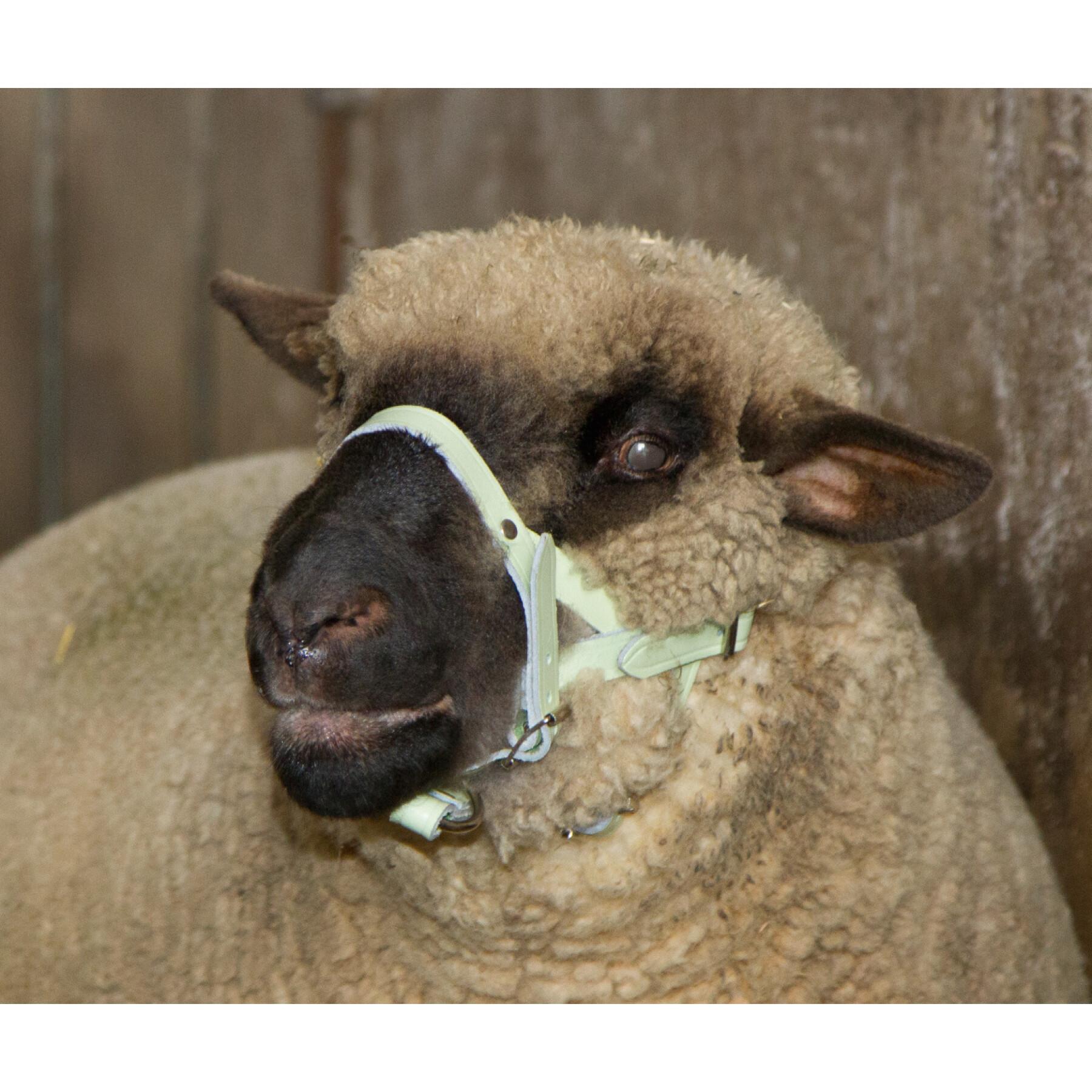 Cabresto de couro para ovelhas Kerbl