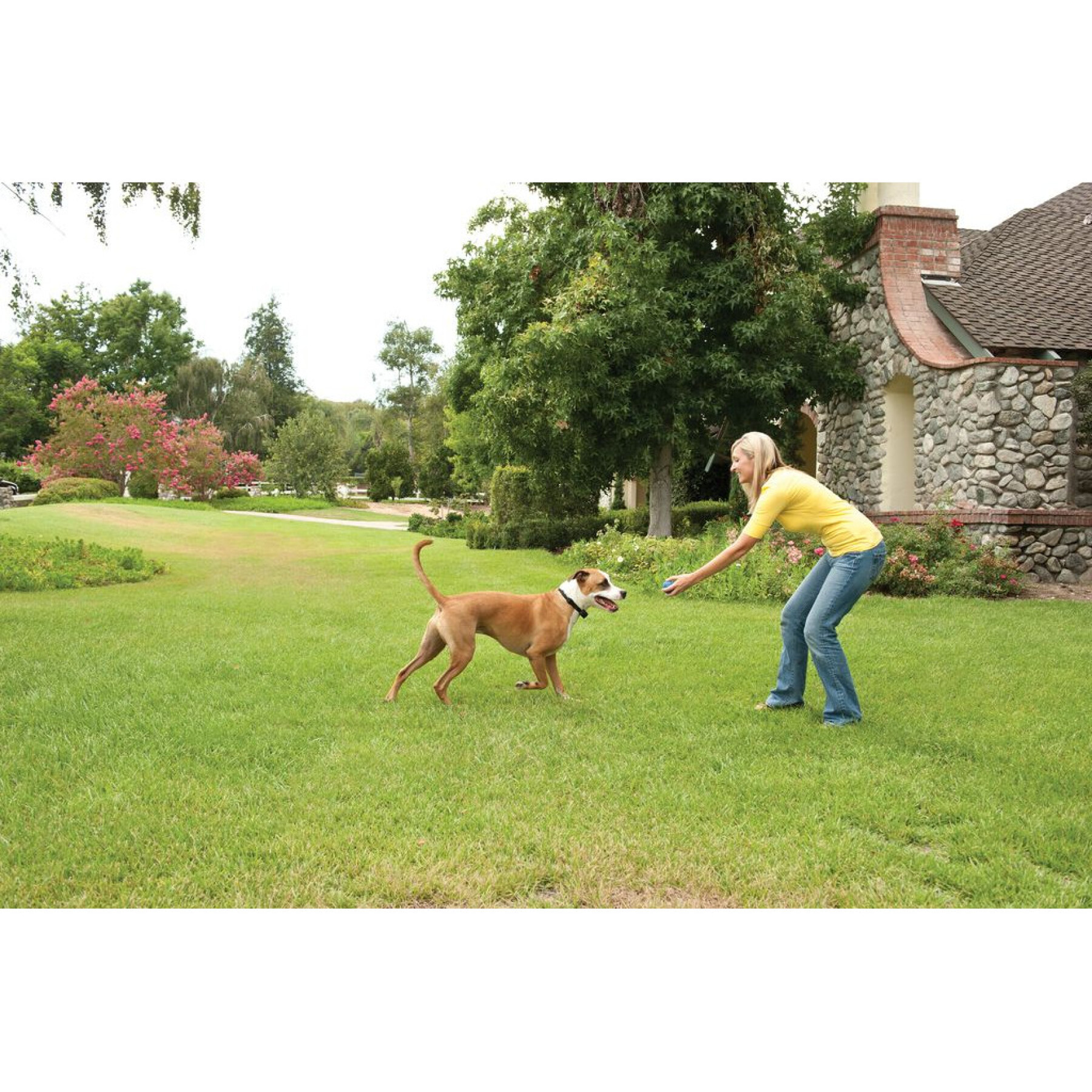 Coleira adicional para cães stay & play PetSafe PIF19-14011