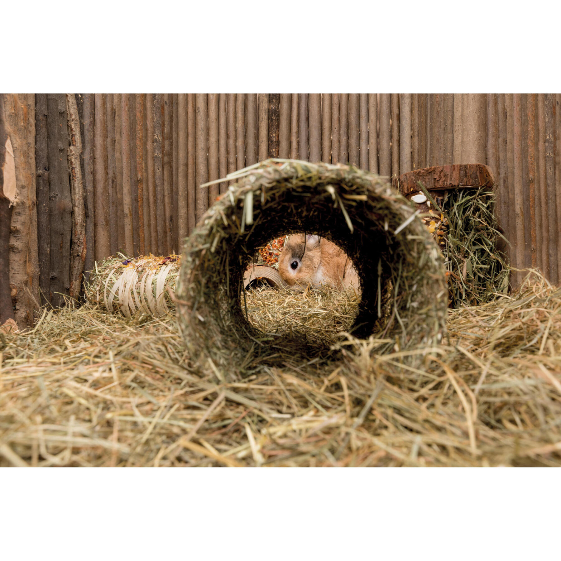 Abrigo para roedores com cenoura, fibra natural Trixie (x2)