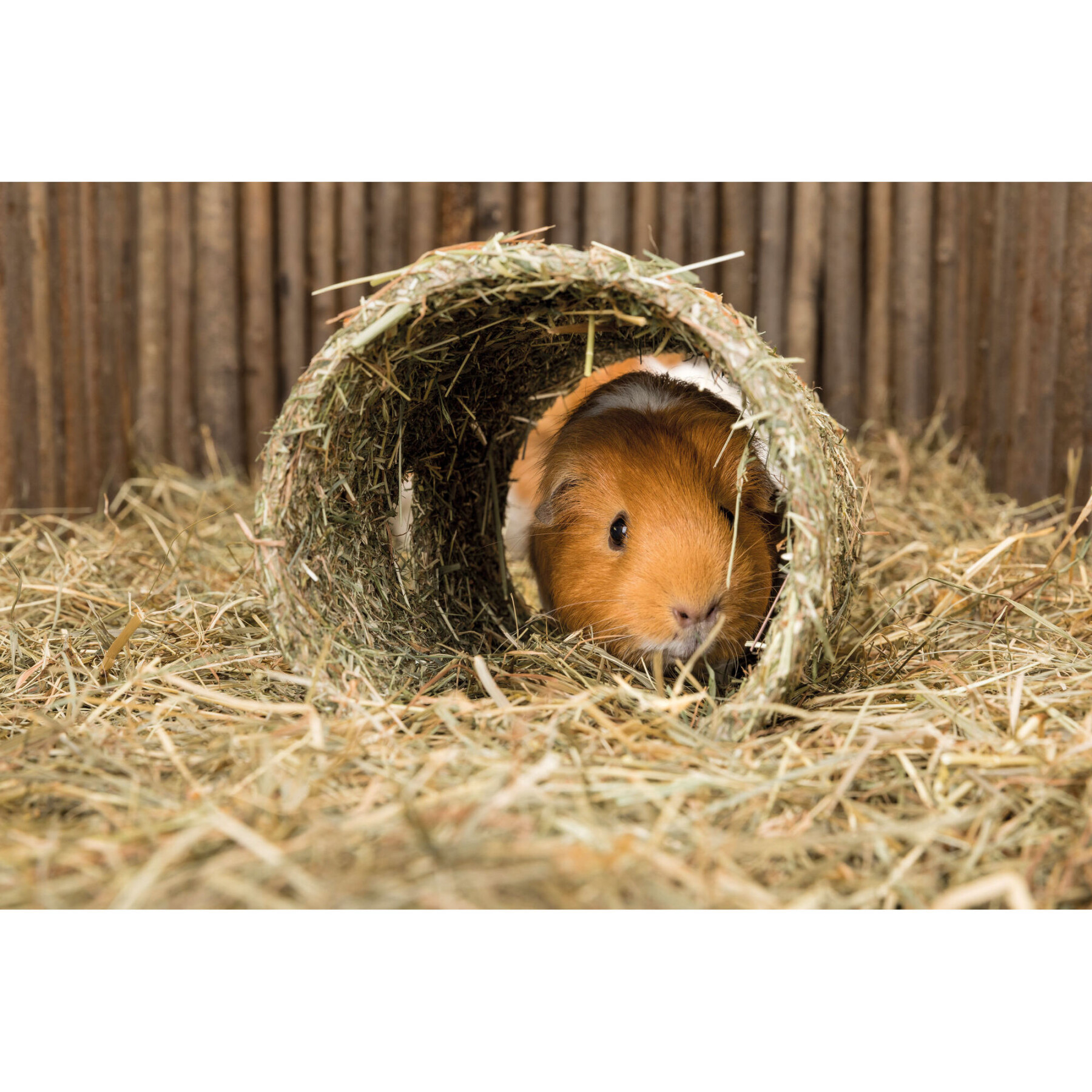 Abrigo para roedores com cenoura, fibra natural Trixie (x2)